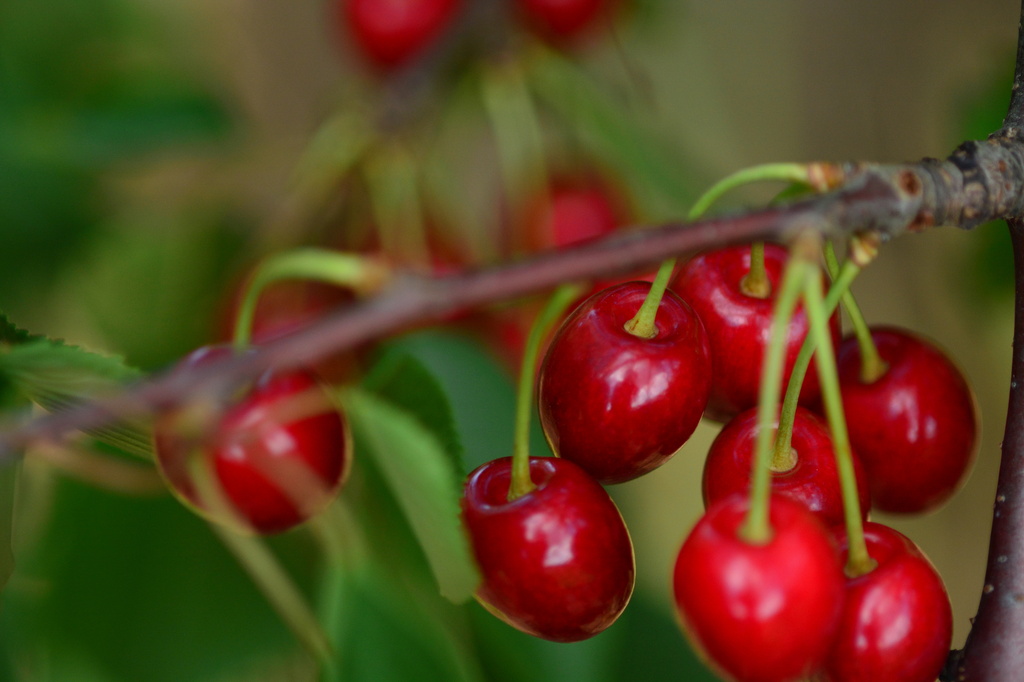 Sweet Cherries by jayberg