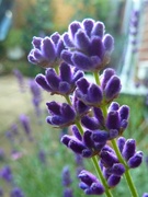 9th Jul 2014 -  I can smell Lavender