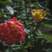 Rose by joansmor