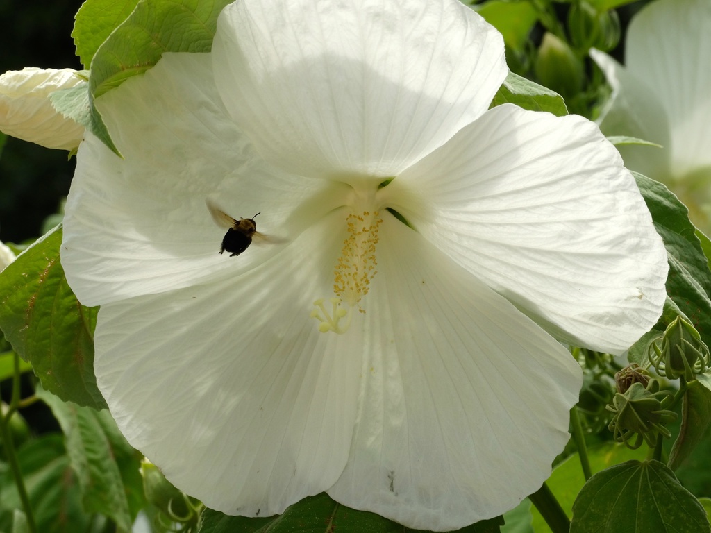 White Hibiscus "Blue River II"   by khawbecker