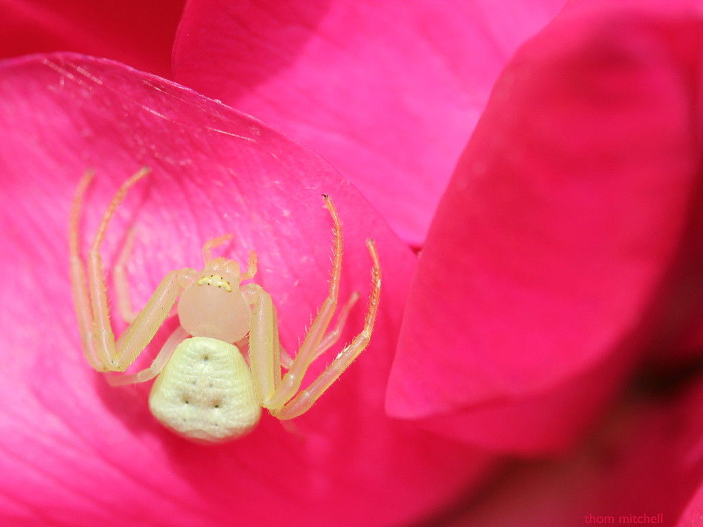 Crab spider? by rhoing