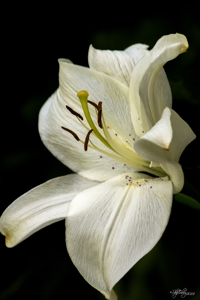 White Lily by skipt07