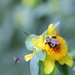 Frantic Bee by tara11