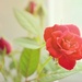 Rosas by mhei
