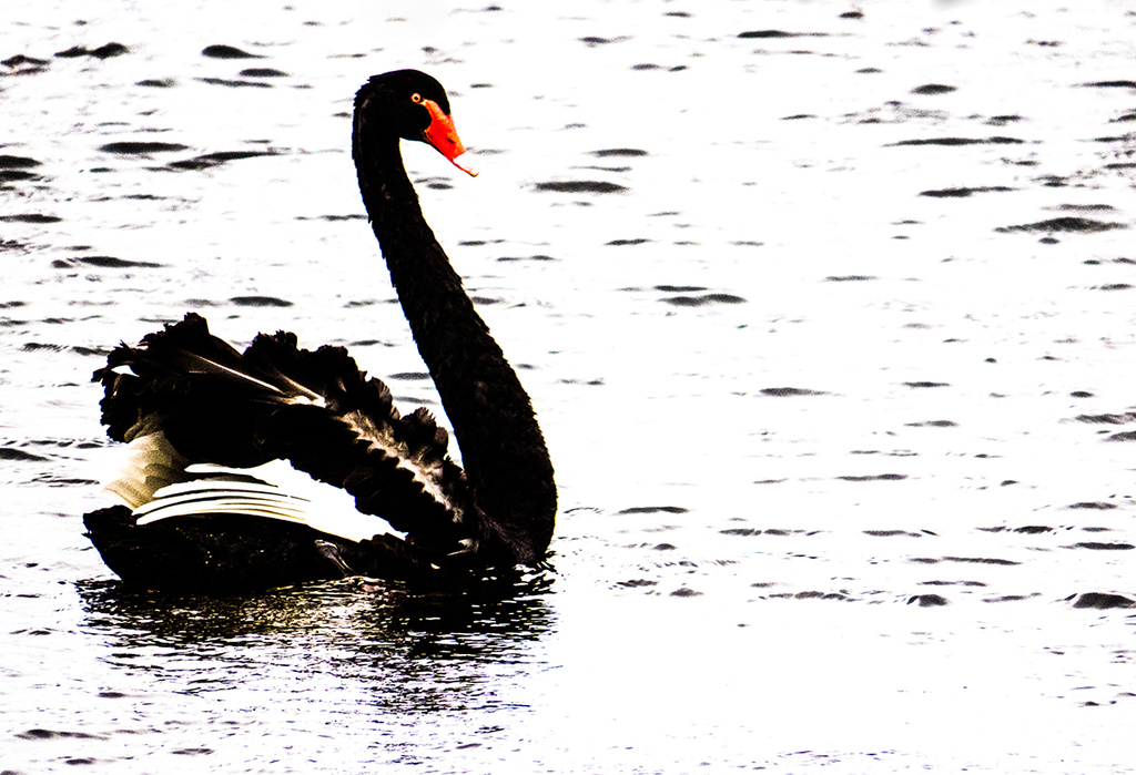 black swanning by kali66