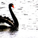 black swanning by kali66