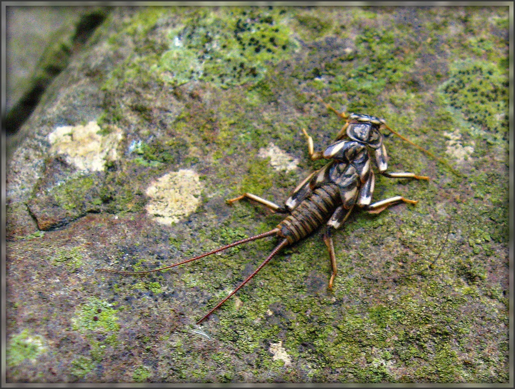 Common Stonefly by olivetreeann