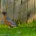 Resident robin by princessleia