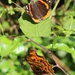 Butterflys  by oldjosh