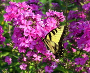 10th Jul 2014 - Beauty of the Butterfly