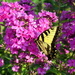 Beauty of the Butterfly by genealogygenie