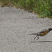 Running Robin by gardencat