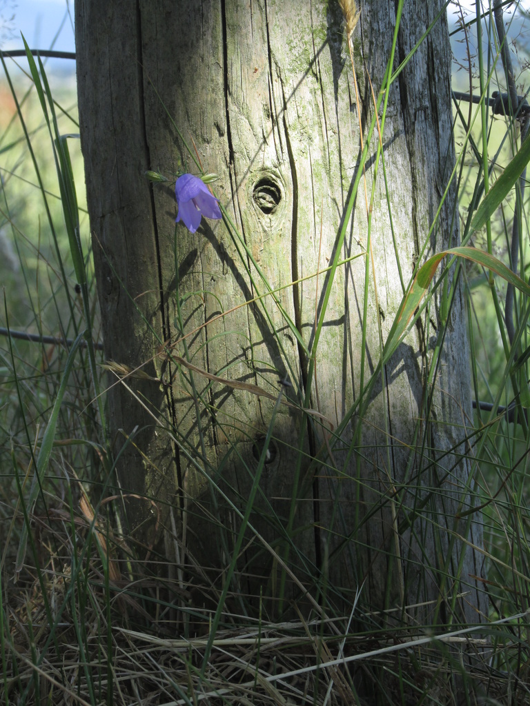 Fence Post and Hare Bell by motherjane
