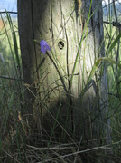 10th Jul 2014 - Fence Post and Hare Bell