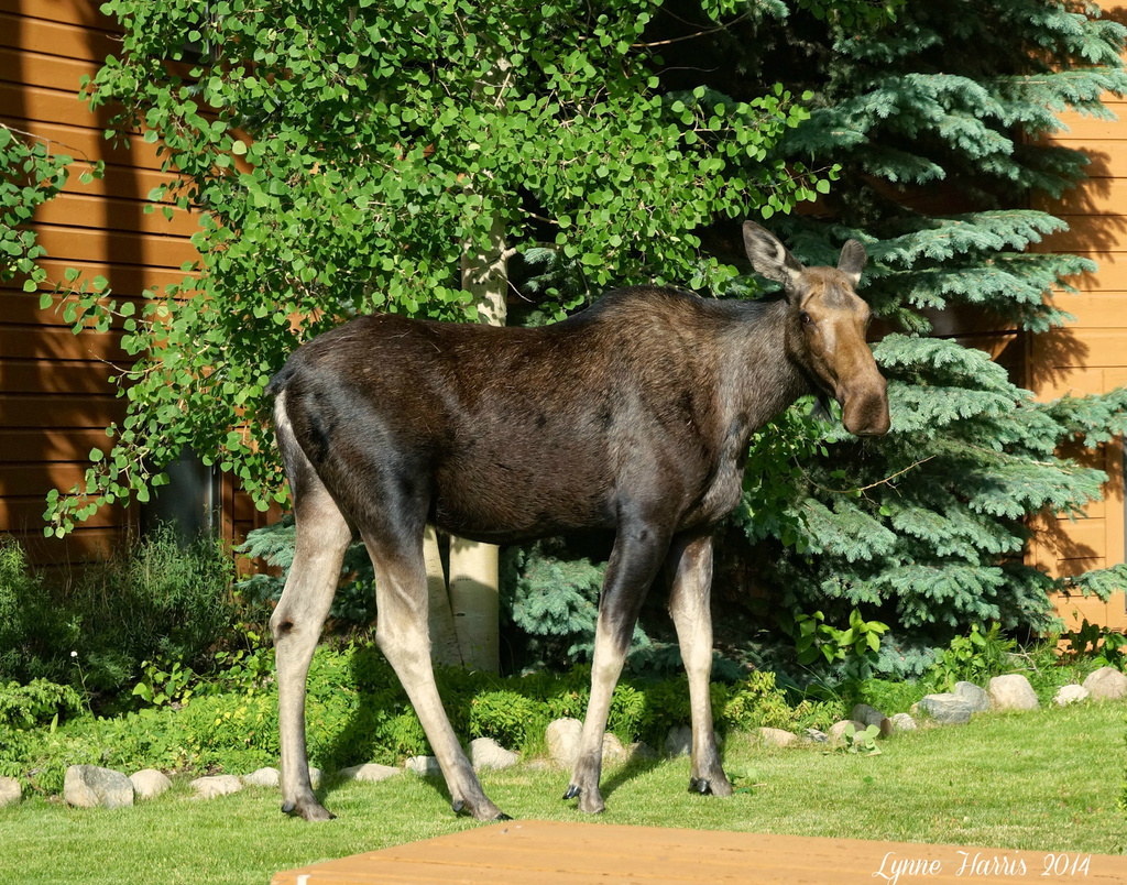 Young Moose in Keystone, CO by lynne5477