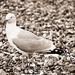 Seagull Textures. by darrenboyj