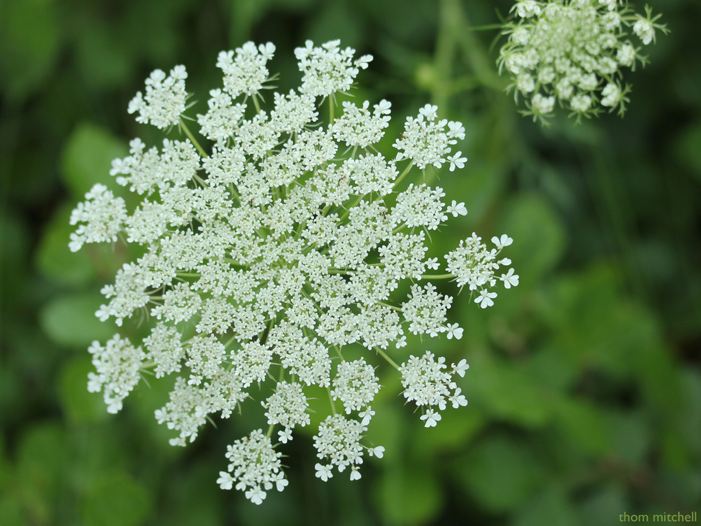 Queen Anne’s Lace by rhoing