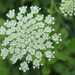 Queen Anne’s Lace by rhoing