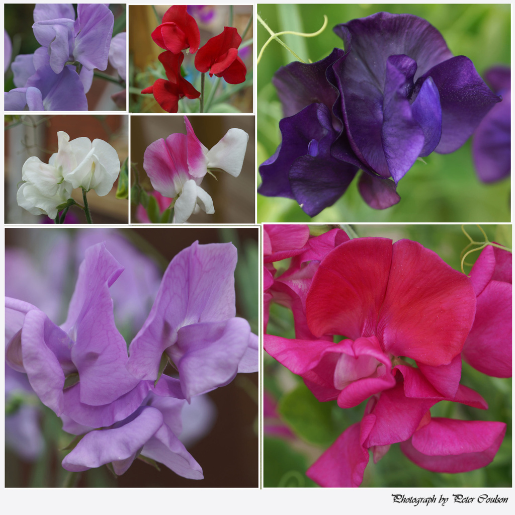 Sweet Peas by pcoulson