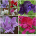 Sweet Peas by pcoulson
