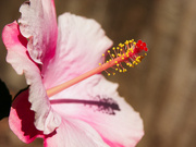 8th Jul 2014 - (Day 145) - Pink Hibiscus