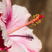 (Day 145) - Pink Hibiscus by cjphoto