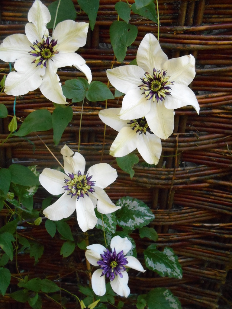 Clematis..... by snowy