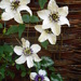 Clematis..... by snowy