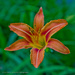 Lily by mccarth1