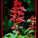 Scarlet Sage Salvia by vernabeth