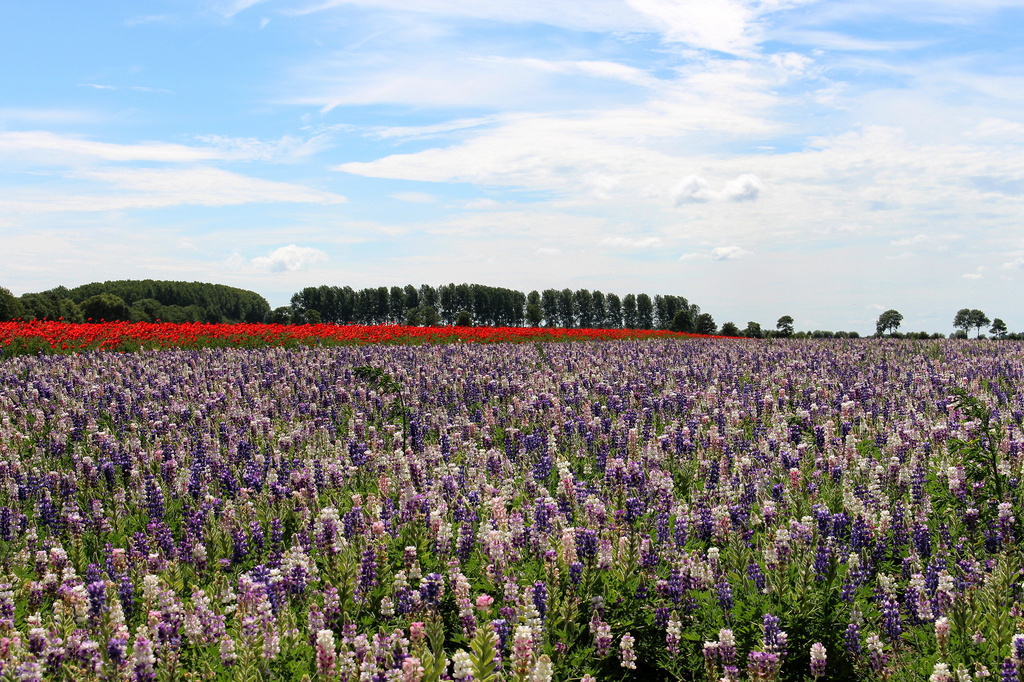 Poppies and Lupinus by pyrrhula