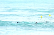 10th Jul 2014 - 3 little surfers