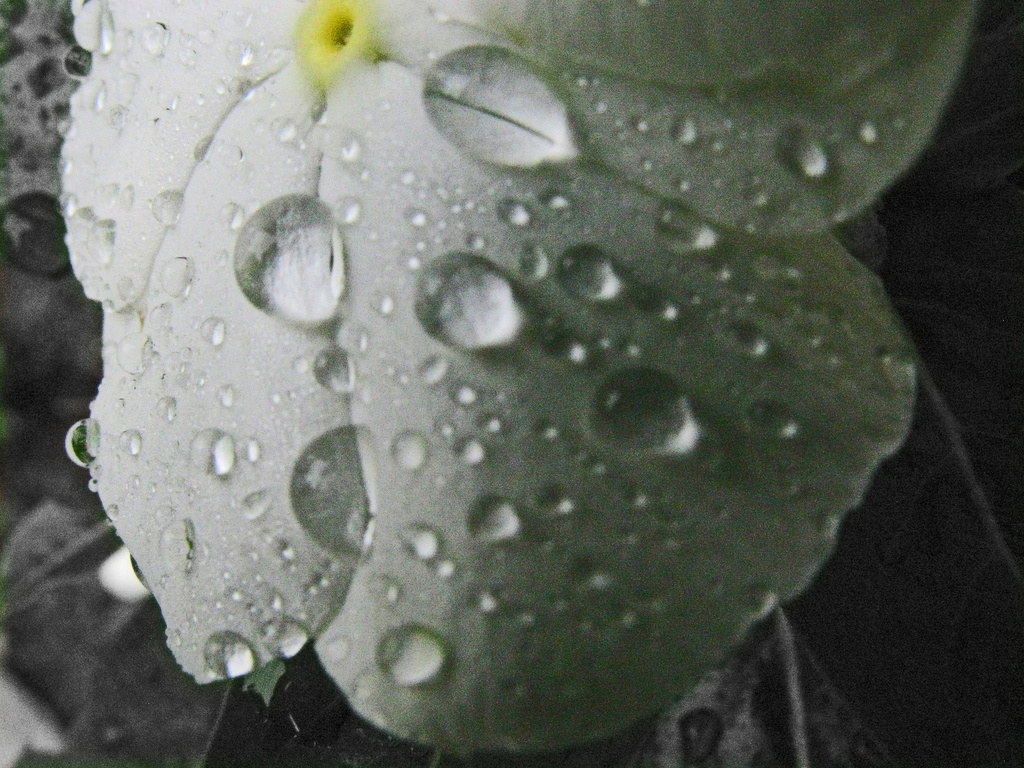Raindrops by april16