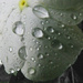 Raindrops by april16