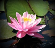 8th Jul 2014 - pink water lily