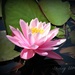 pink water lily by mjmaven