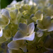Day 191:  Hydrangea Petals by sheilalorson
