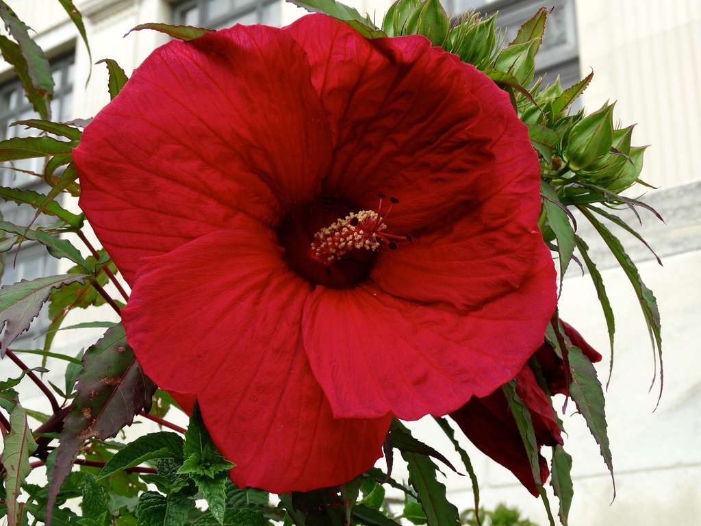 Lord Baltimore Hibiscus by khawbecker