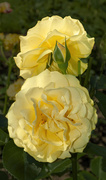 10th Jul 2014 - The yellow rose of ..........