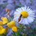 Little Bee by julie