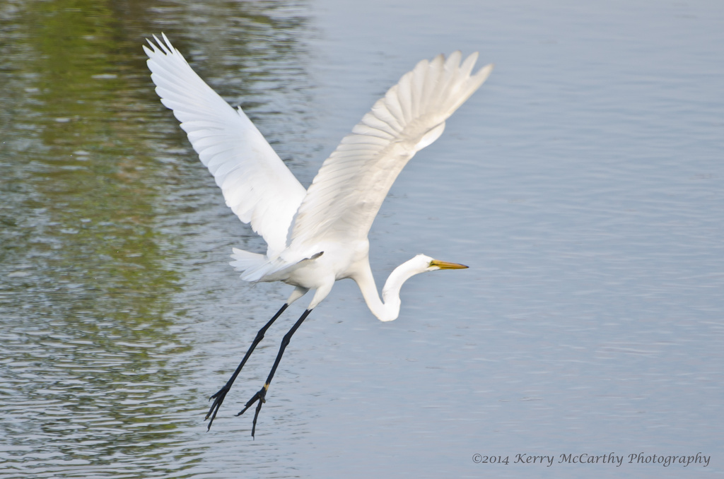 Great Egret by mccarth1