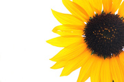 10th Jul 2014 - sunflower