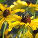 Beeing a Bee by genealogygenie