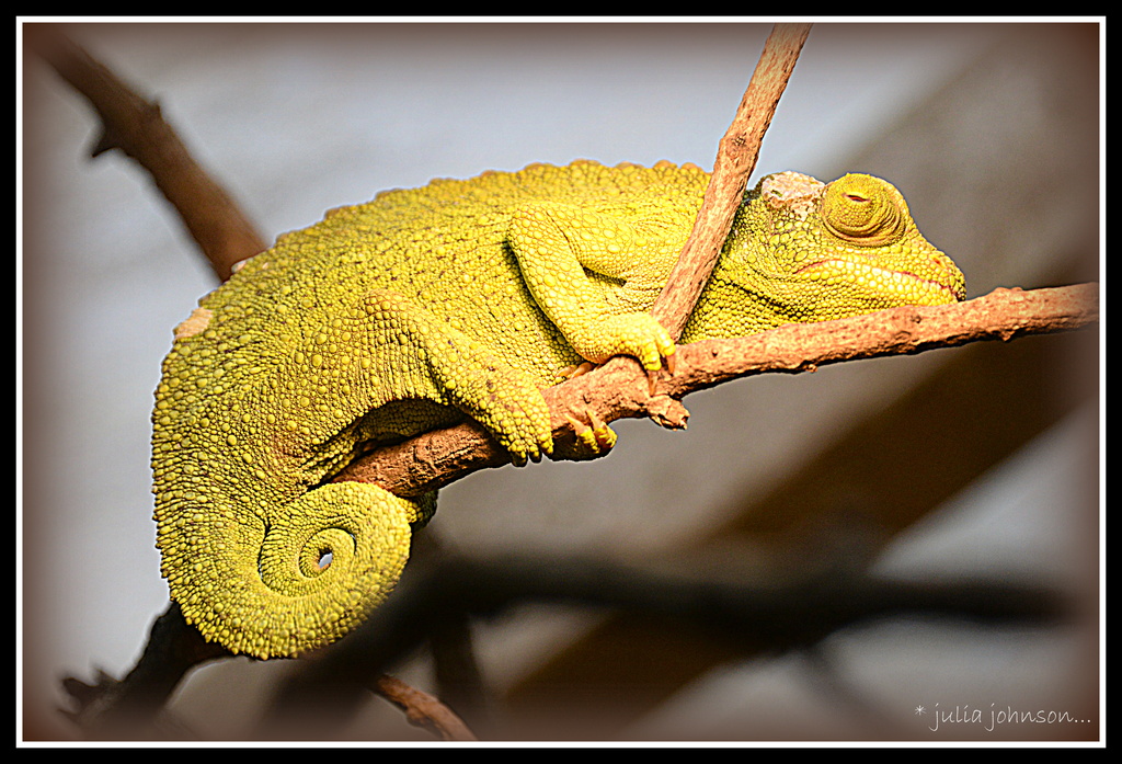chameleon.. by julzmaioro
