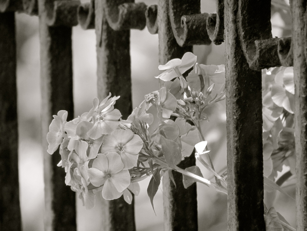Summer along the Fence by juletee