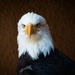 Eagle Eyes by stray_shooter