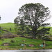The party tree, Hobbiton, Shire's Rest, Lord of the Rings by flyrobin