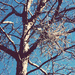 A snowflake in a tree by nicolecampbell