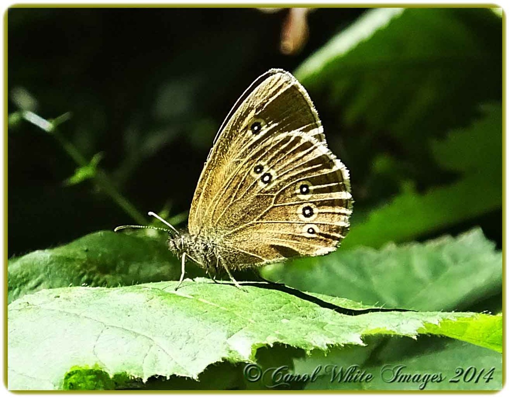 Ringlet Butterfly by carolmw