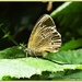 Ringlet Butterfly by carolmw